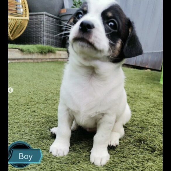 Chihuahua - Both