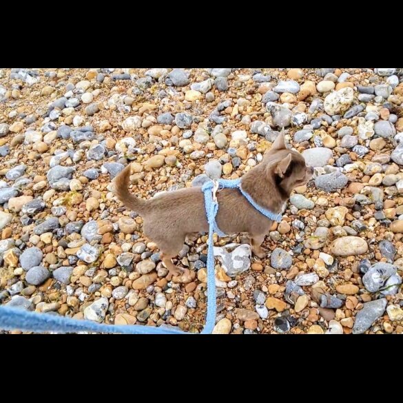 Chihuahua