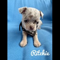 Chihuahua - Both