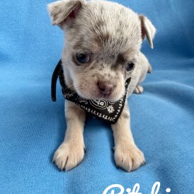 Chihuahua - Both