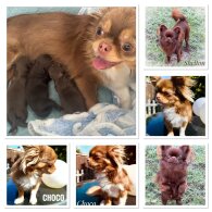 Chihuahua - Both