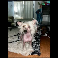 Chinese Crested - Both