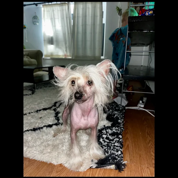 Chinese Crested - Both