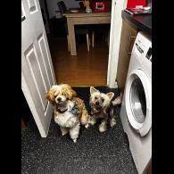 Chinese Crested - Both