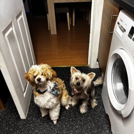 Chinese Crested - Both