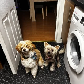 Chinese Crested - Both