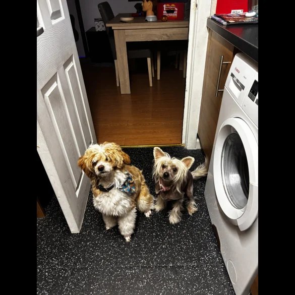 Chinese Crested - Both