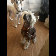 Chinese Crested - Both