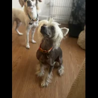 Chinese Crested - Both