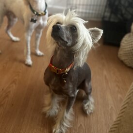 Chinese Crested - Both