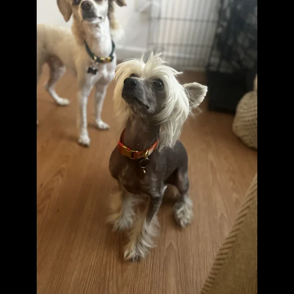 Chinese Crested - Both