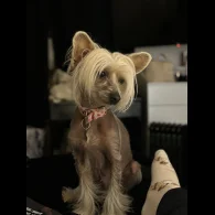 Chinese Crested - Both