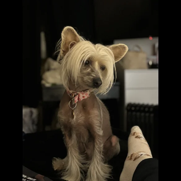 Chinese Crested - Both