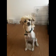 Chinese Crested - Both