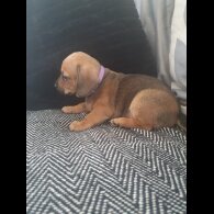 Chiweenie - Bitches