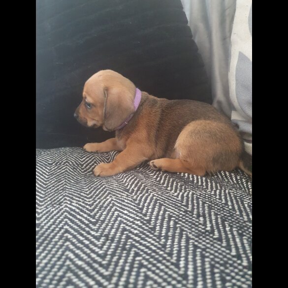 Chiweenie - Bitches