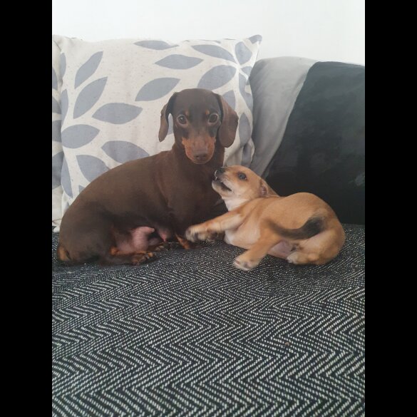 Chiweenie - Bitches
