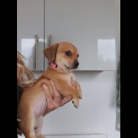 Chiweenie - Bitches