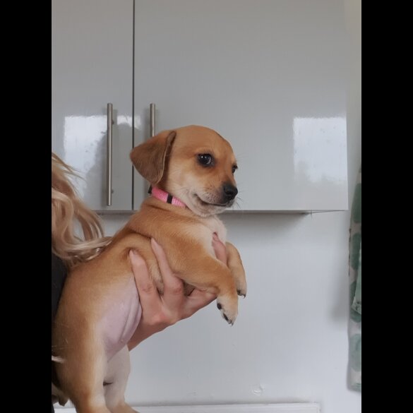 Chiweenie - Bitches