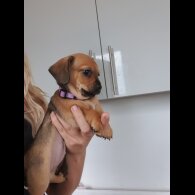 Chiweenie - Bitches