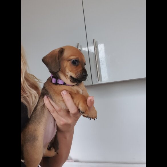 Chiweenie - Bitches