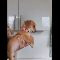 Chiweenie - Bitches