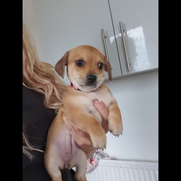 Chiweenie - Bitches