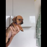 Chiweenie - Bitches