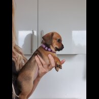 Chiweenie - Bitches