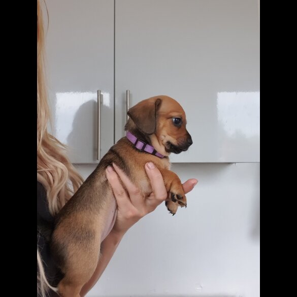 Chiweenie - Bitches