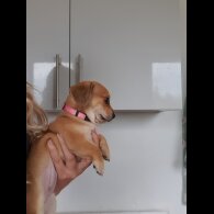 Chiweenie - Bitches