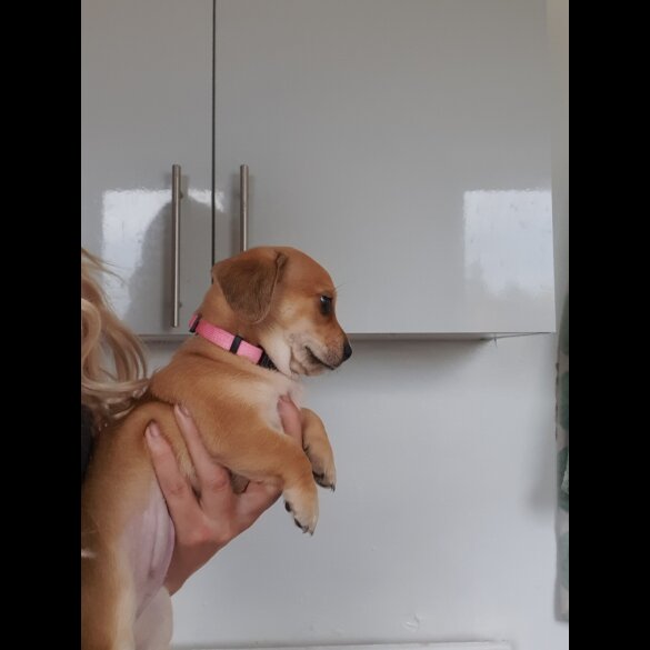 Chiweenie - Bitches