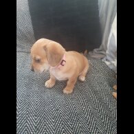 Chiweenie - Bitches
