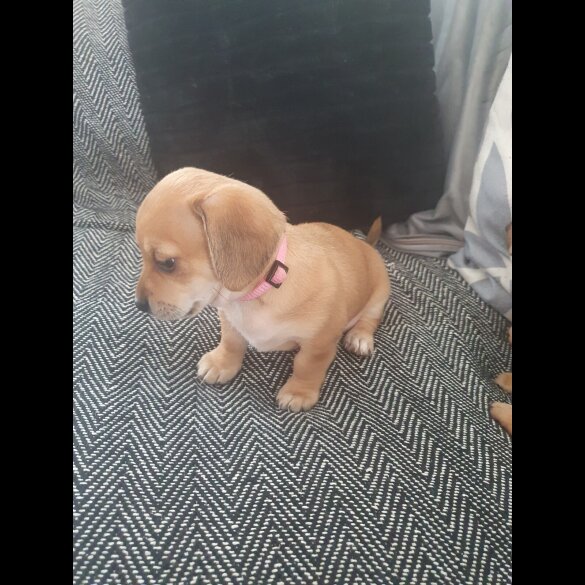 Chiweenie - Bitches