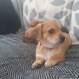 Chiweenie - Bitches