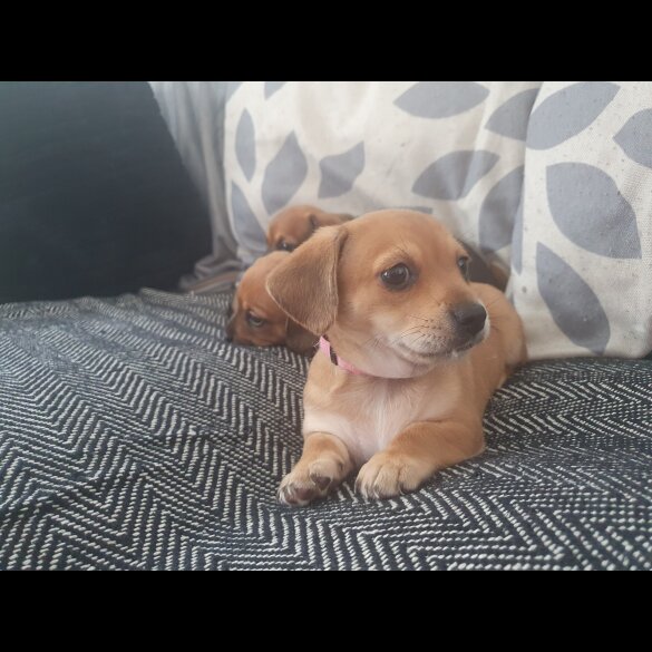 Chiweenie - Bitches