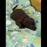 Labrador Retriever - Both