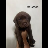 Labrador Retriever - Both