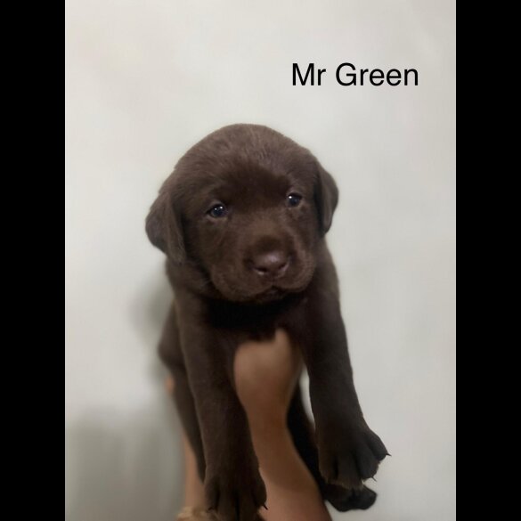 Labrador Retriever - Both