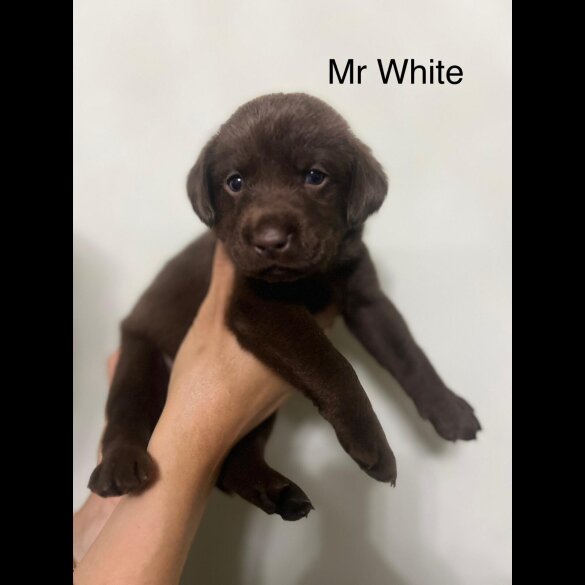 Labrador Retriever - Both