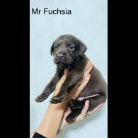 Labrador Retriever - Both