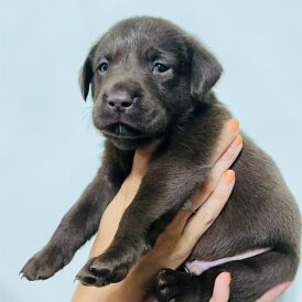Labrador Retriever - Both