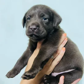 Labrador Retriever - Both