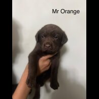 Labrador Retriever - Both
