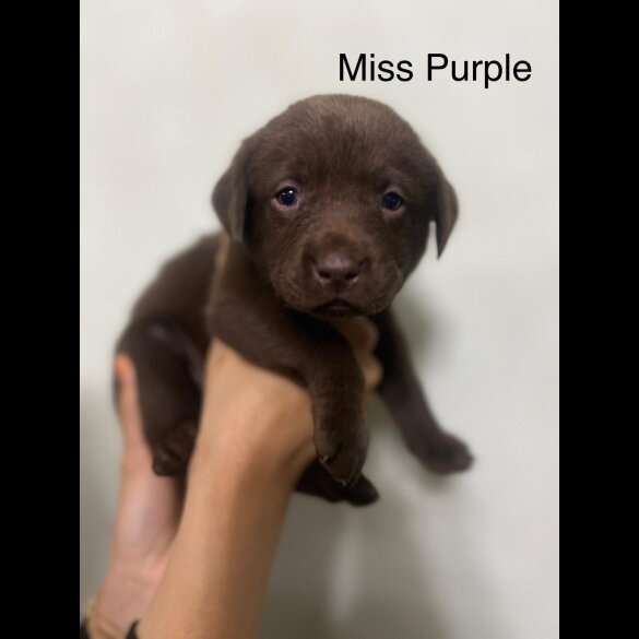 Labrador Retriever - Both