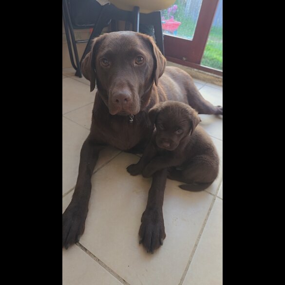 Labrador Retriever - Both