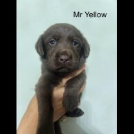 Labrador Retriever - Both