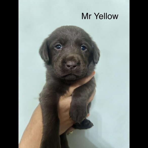 Labrador Retriever - Both