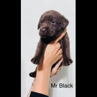 Labrador Retriever - Both
