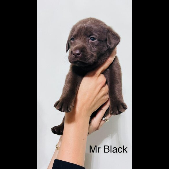Labrador Retriever - Both